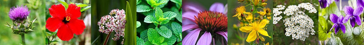 various herbs